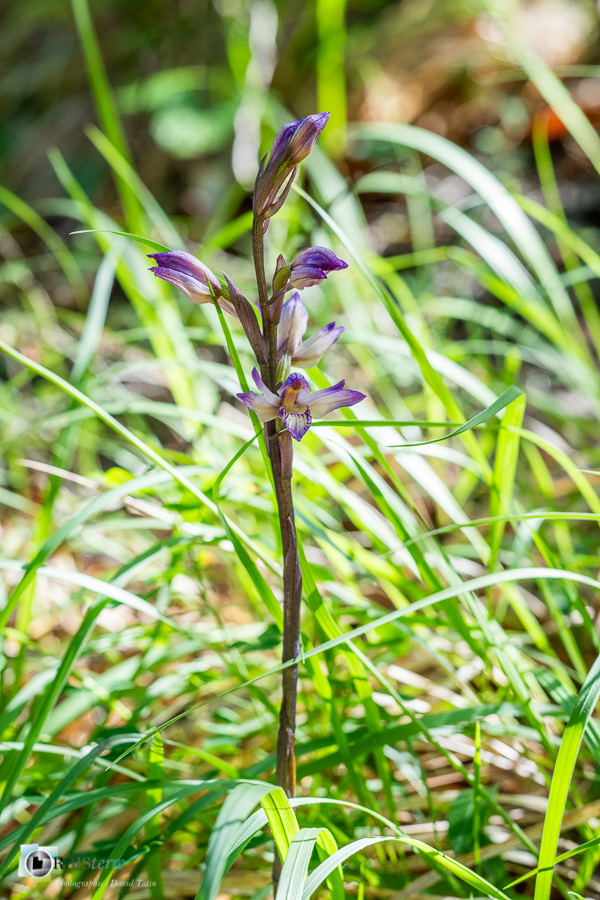 alpes de haute provence, flore, limodore, luberon, orchidée, revest-des-brousses__