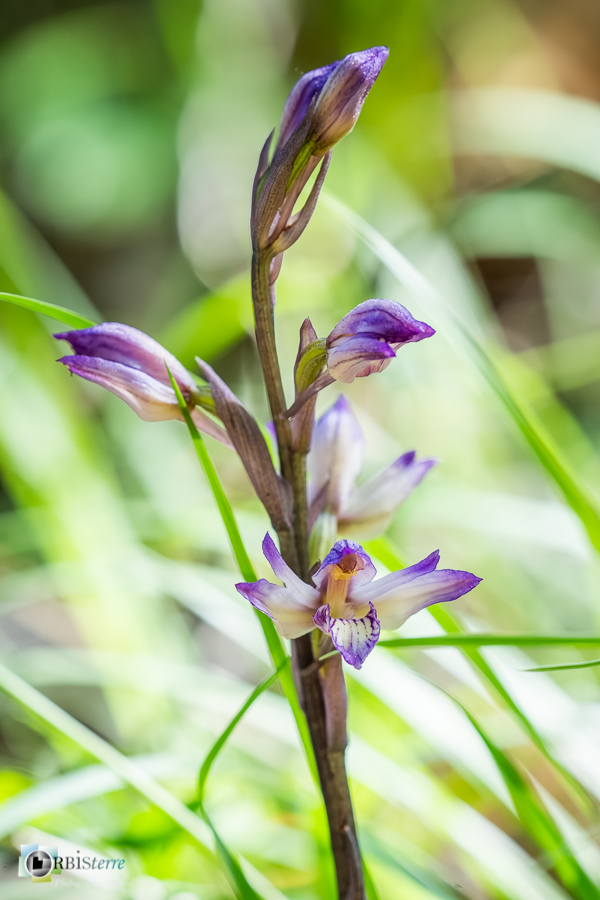 alpes de haute provence, flore, limodore, luberon, orchidée, revest-des-brousses__