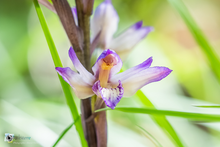 alpes de haute provence, flore, limodore, luberon, orchidée, revest-des-brousses__