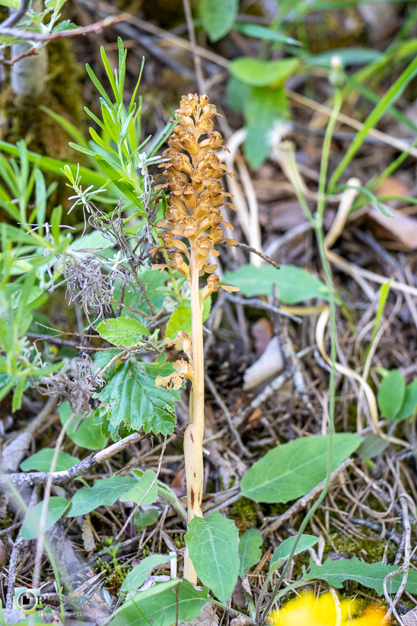 Neottia nidus-avis, alpes de haute provence, flore, luberon, neottie nid-d'oiseau, orchidée, revest-des-brousses__