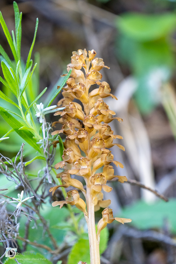 Neottia nidus-avis, alpes de haute provence, flore, luberon, neottie nid-d'oiseau, orchidée, revest-des-brousses__