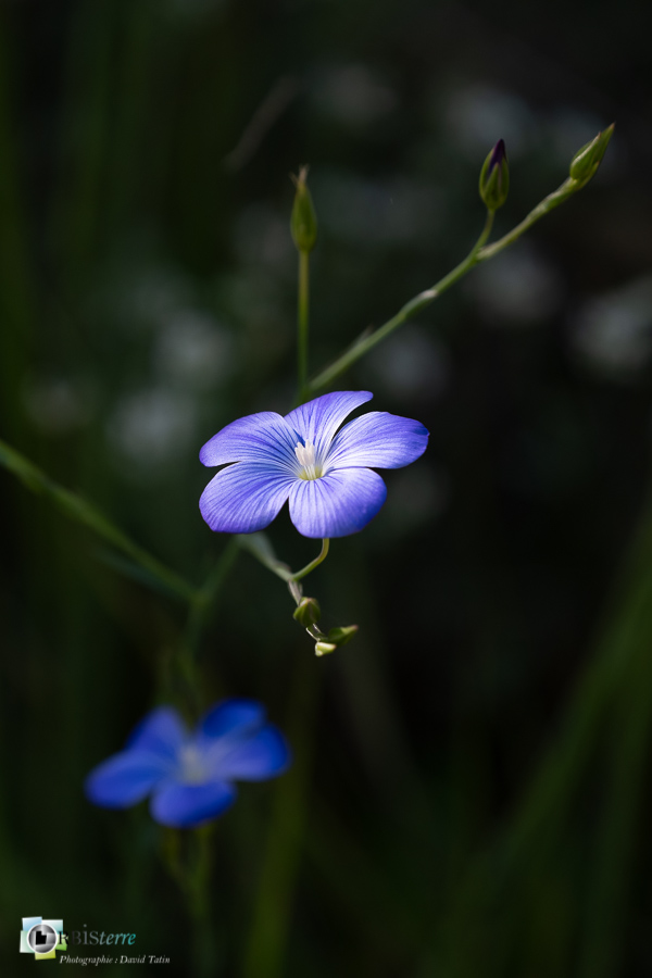 alpes de haute provence, flore, lin de Narbonne, linum narbonense, luberon, revest-des-brousses__