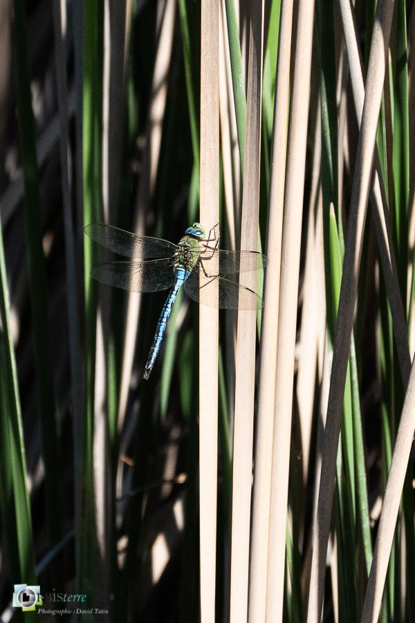 alpes de haute provence, anax imperator, faune, insecte, libellule, luberon, revest-des-brousses__
