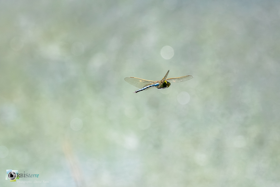 alpes de haute provence, anax imperator, faune, insecte, libellule, luberon, revest-des-brousses__