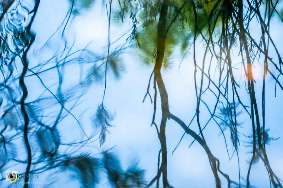 alpes de haute provence, luberon, reflet, revest-des-brousses, roseau, zone humide__