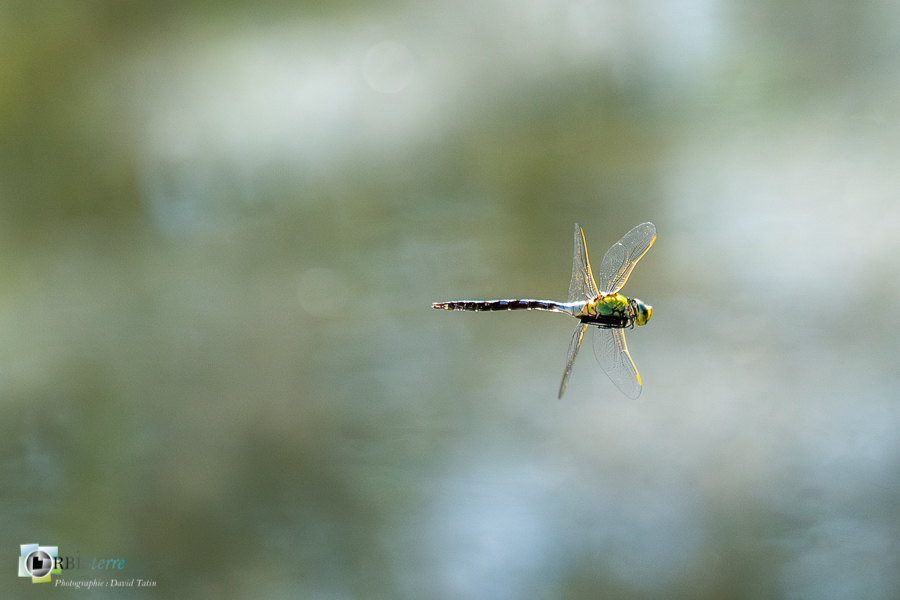 alpes de haute provence, anax imperator, faune, insecte, libellule, luberon, revest-des-brousses__