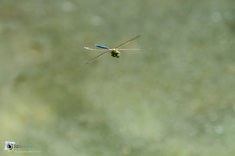 alpes de haute provence, anax imperator, faune, insecte, libellule, luberon, revest-des-brousses__