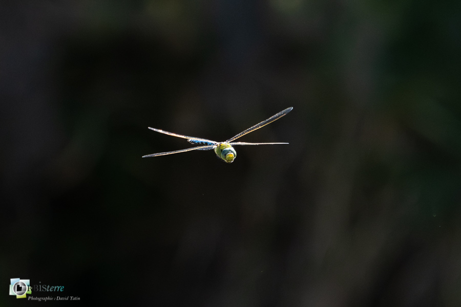 alpes de haute provence, anax imperator, faune, insecte, libellule, luberon, revest-des-brousses__