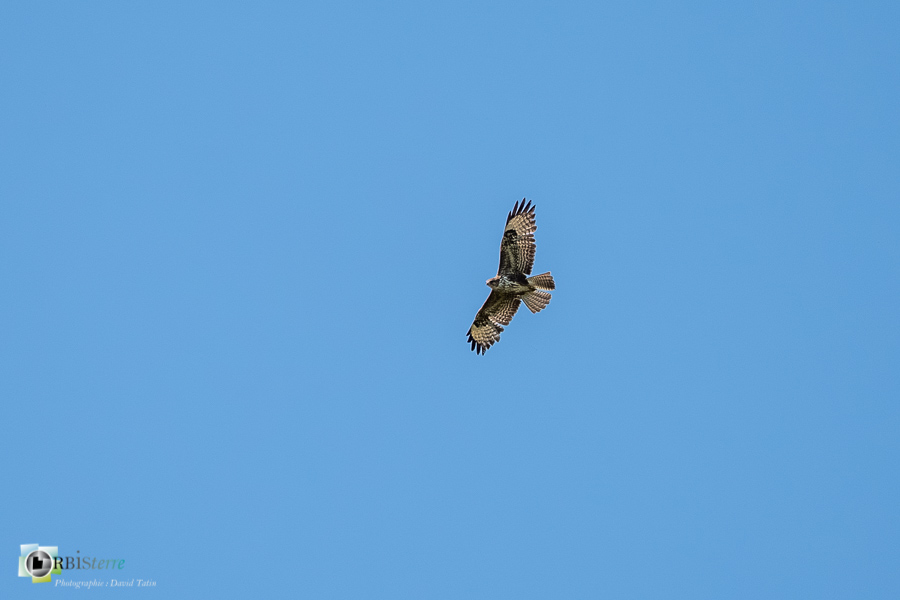 Accipitridae, Accipitridés, Accipitriformes, Aves, Birds, Buse variable, Buteo buteo, Common Buzzard, Oiseaux, Uccelli, Vögel, alpes de haute provence, faune, luberon, oiseau, revest-des-brousses__