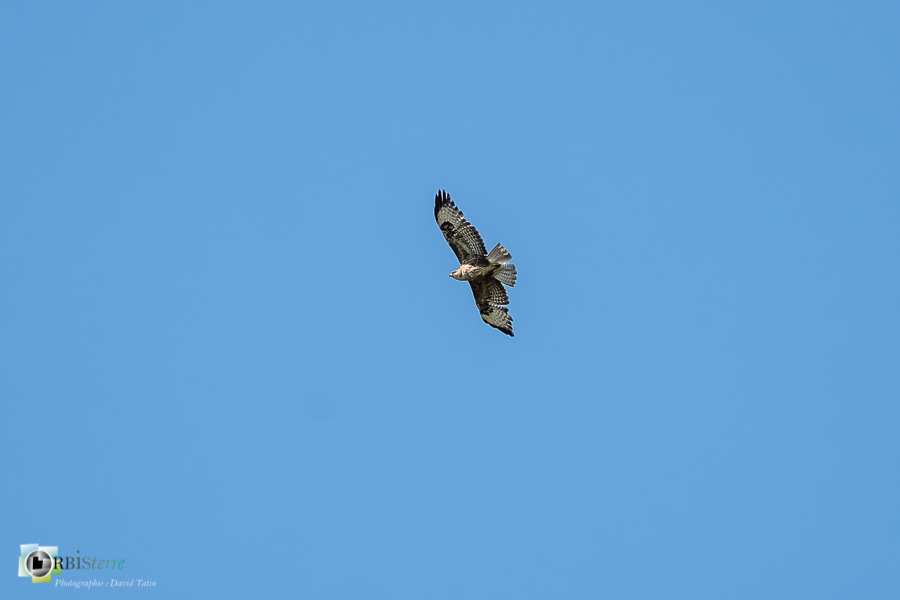 Accipitridae, Accipitridés, Accipitriformes, Aves, Birds, Buse variable, Buteo buteo, Common Buzzard, Oiseaux, Uccelli, Vögel, alpes de haute provence, faune, luberon, oiseau, revest-des-brousses__