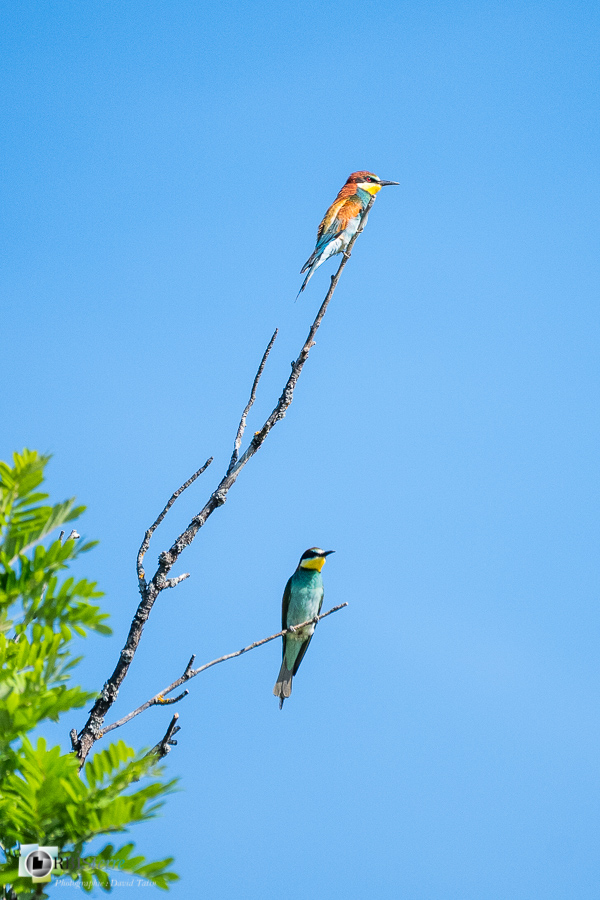 Aves, Birds, Coraciiformes, European Bee-eater, Guêpier d'Europe, Merops apiaster, Méropidae, Méropidés, Oiseaux, Uccelli, Vögel, alpes de haute provence, faune, luberon, oiseau, revest-des-brousses__