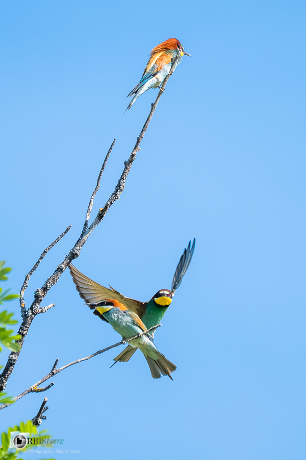 Aves, Birds, Coraciiformes, European Bee-eater, Guêpier d'Europe, Merops apiaster, Méropidae, Méropidés, Oiseaux, Uccelli, Vögel, alpes de haute provence, faune, luberon, oiseau, revest-des-brousses__