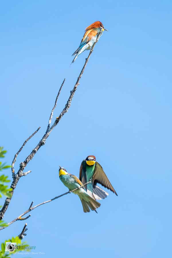 Aves, Birds, Coraciiformes, European Bee-eater, Guêpier d'Europe, Merops apiaster, Méropidae, Méropidés, Oiseaux, Uccelli, Vögel, alpes de haute provence, faune, luberon, oiseau, revest-des-brousses__
