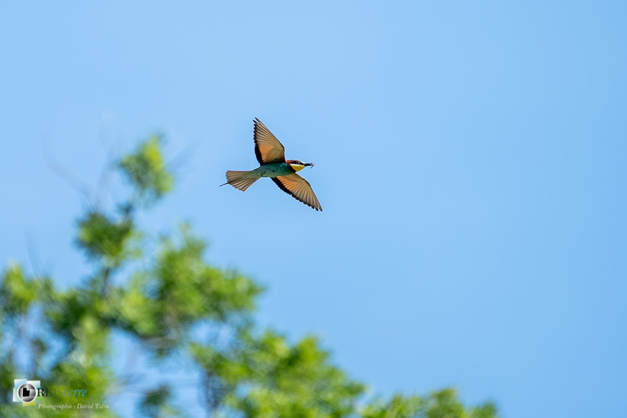 Aves, Birds, Coraciiformes, European Bee-eater, Guêpier d'Europe, Merops apiaster, Méropidae, Méropidés, Oiseaux, Uccelli, Vögel, alpes de haute provence, faune, luberon, oiseau, revest-des-brousses__