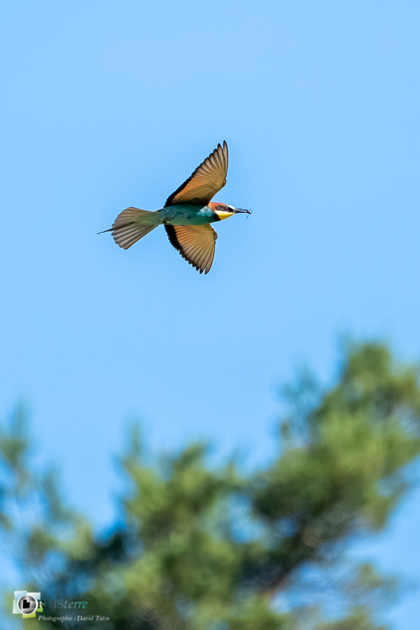 Aves, Birds, Coraciiformes, European Bee-eater, Guêpier d'Europe, Merops apiaster, Méropidae, Méropidés, Oiseaux, Uccelli, Vögel, alpes de haute provence, faune, luberon, oiseau, revest-des-brousses__