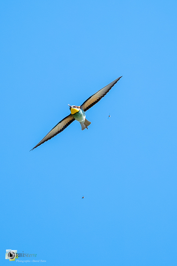Aves, Birds, Coraciiformes, European Bee-eater, Guêpier d'Europe, Merops apiaster, Méropidae, Méropidés, Oiseaux, Uccelli, Vögel, alpes de haute provence, faune, luberon, oiseau, revest-des-brousses__