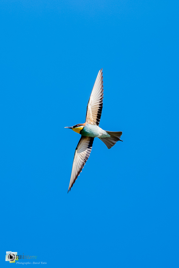 Aves, Birds, Coraciiformes, European Bee-eater, Guêpier d'Europe, Merops apiaster, Méropidae, Méropidés, Oiseaux, Uccelli, Vögel, alpes de haute provence, faune, luberon, oiseau, revest-des-brousses__