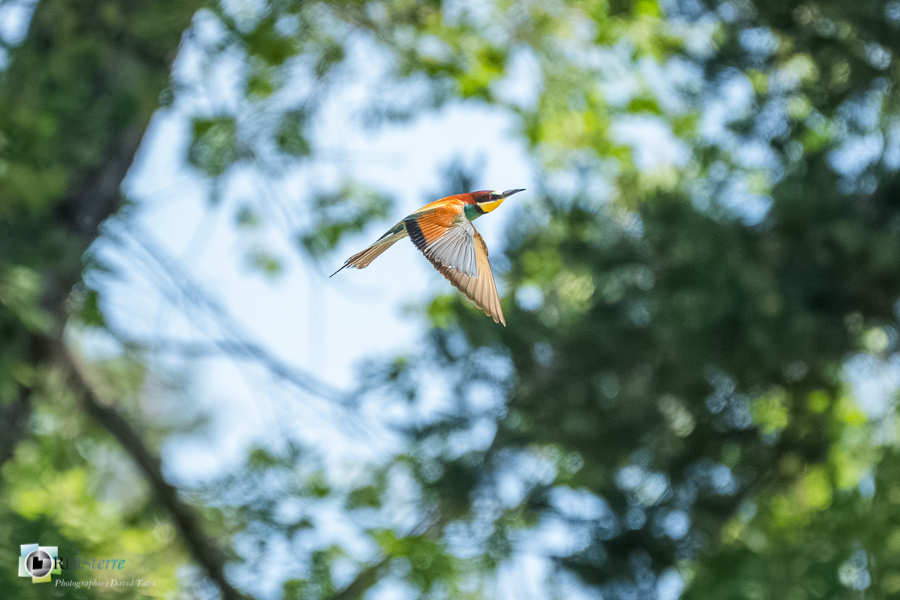 Aves, Birds, Coraciiformes, European Bee-eater, Guêpier d'Europe, Merops apiaster, Méropidae, Méropidés, Oiseaux, Uccelli, Vögel, alpes de haute provence, faune, luberon, oiseau, revest-des-brousses__