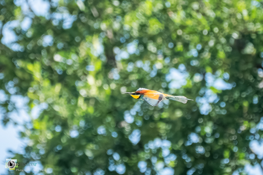 Aves, Birds, Coraciiformes, European Bee-eater, Guêpier d'Europe, Merops apiaster, Méropidae, Méropidés, Oiseaux, Uccelli, Vögel, alpes de haute provence, faune, luberon, oiseau, revest-des-brousses__