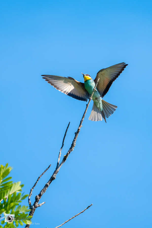Aves, Birds, Coraciiformes, European Bee-eater, Guêpier d'Europe, Merops apiaster, Méropidae, Méropidés, Oiseaux, Uccelli, Vögel, alpes de haute provence, faune, luberon, oiseau, revest-des-brousses__
