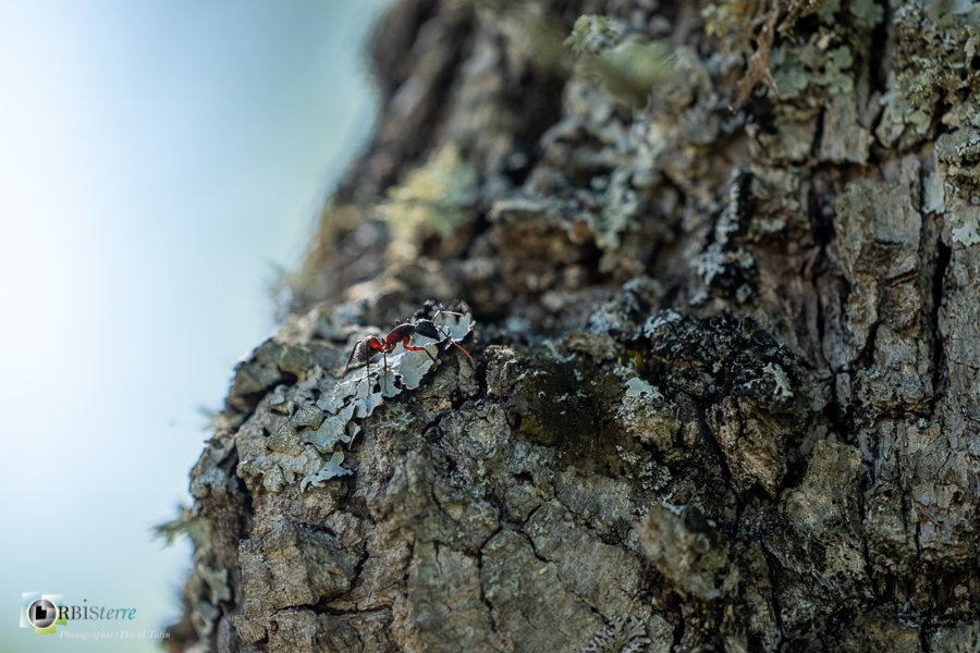 alpes de haute provence, camponotus, faune, fourmi, insecte, luberon, revest-des-brousses__