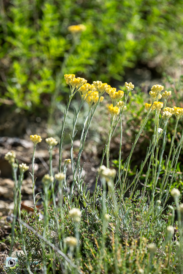 alpes de haute provence, flore, immortelle, luberon, revest-des-brousses__