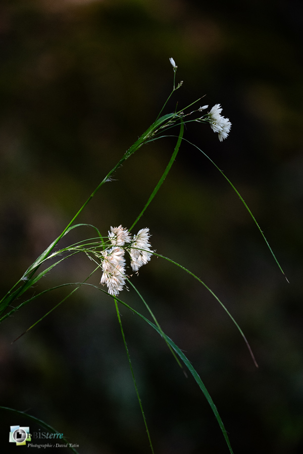 alpes de haute provence, flore, grande luzule, luberon, revest-des-brousses__