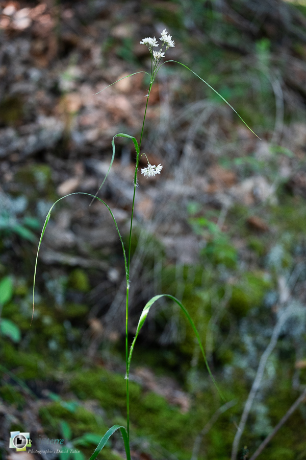 alpes de haute provence, flore, grande luzule, luberon, revest-des-brousses__