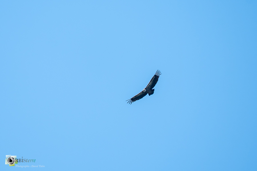 alpes de haute provence, faune, luberon, oiseau, revest-des-brousses, vautour fauve__