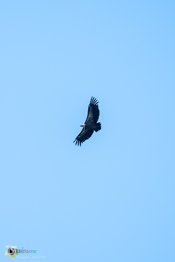 alpes de haute provence, faune, luberon, oiseau, revest-des-brousses, vautour fauve__