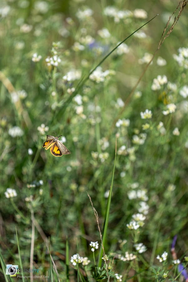 alpes de haute provence, faune, luberon, lépidoptère, noctuelle, papillon, revest-des-brousses__