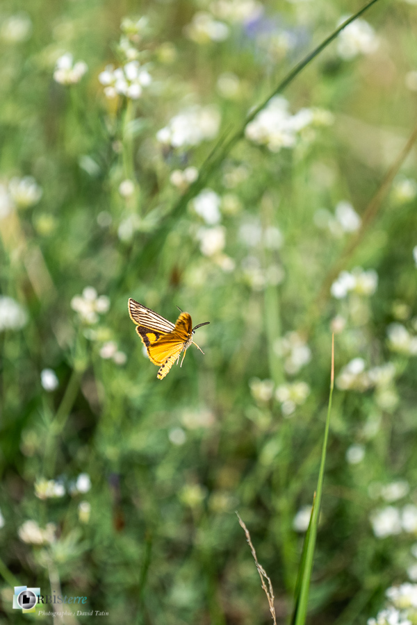 alpes de haute provence, faune, luberon, lépidoptère, noctuelle, papillon, revest-des-brousses__