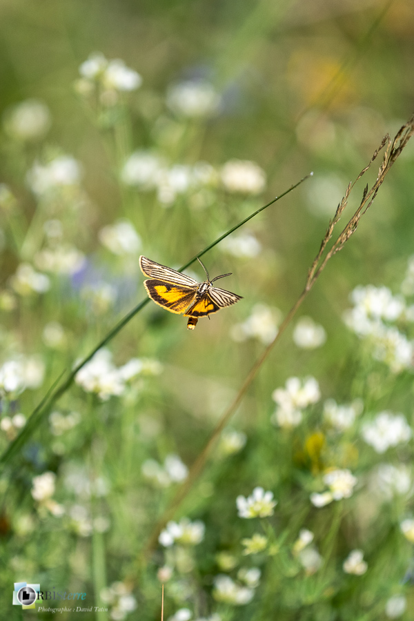 alpes de haute provence, faune, luberon, lépidoptère, noctuelle, papillon, revest-des-brousses__