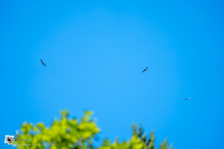 alpes de haute provence, faune, luberon, oiseau, revest-des-brousses, vautour fauve__