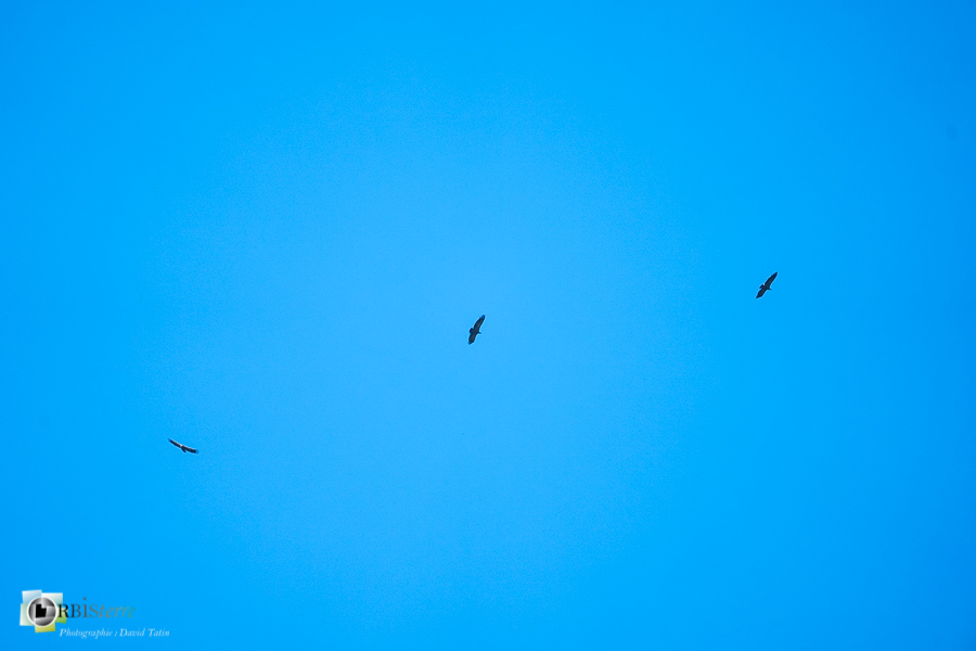 alpes de haute provence, faune, luberon, oiseau, revest-des-brousses, vautour fauve__