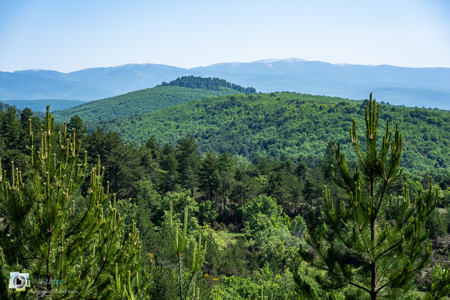 alpes de haute provence, forêt, luberon, revest-des-brousses__