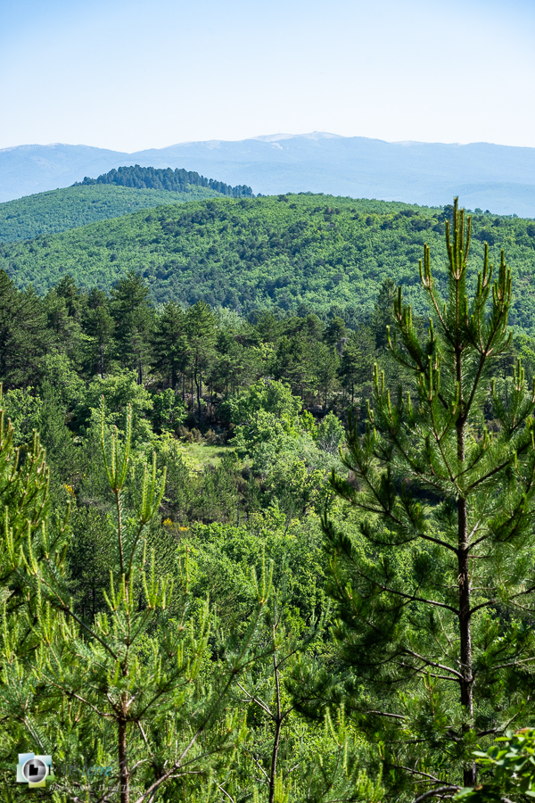 alpes de haute provence, forêt, luberon, revest-des-brousses__