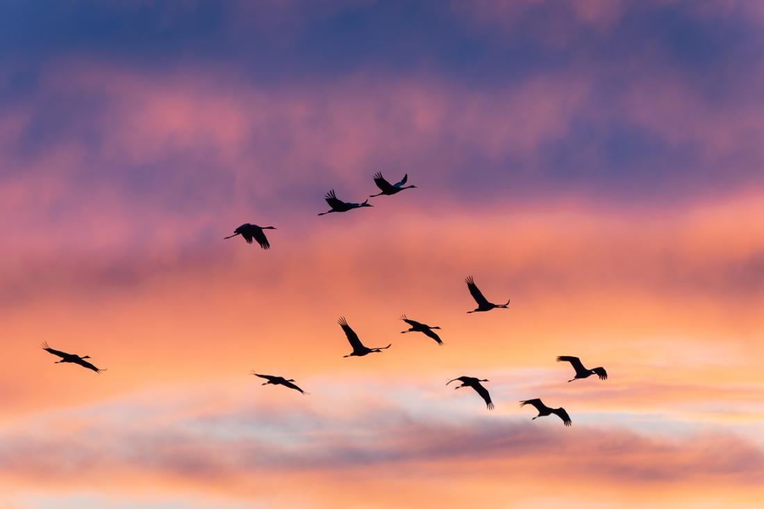 Stage photo 'L'hiver aux Marais du Vigueirat'