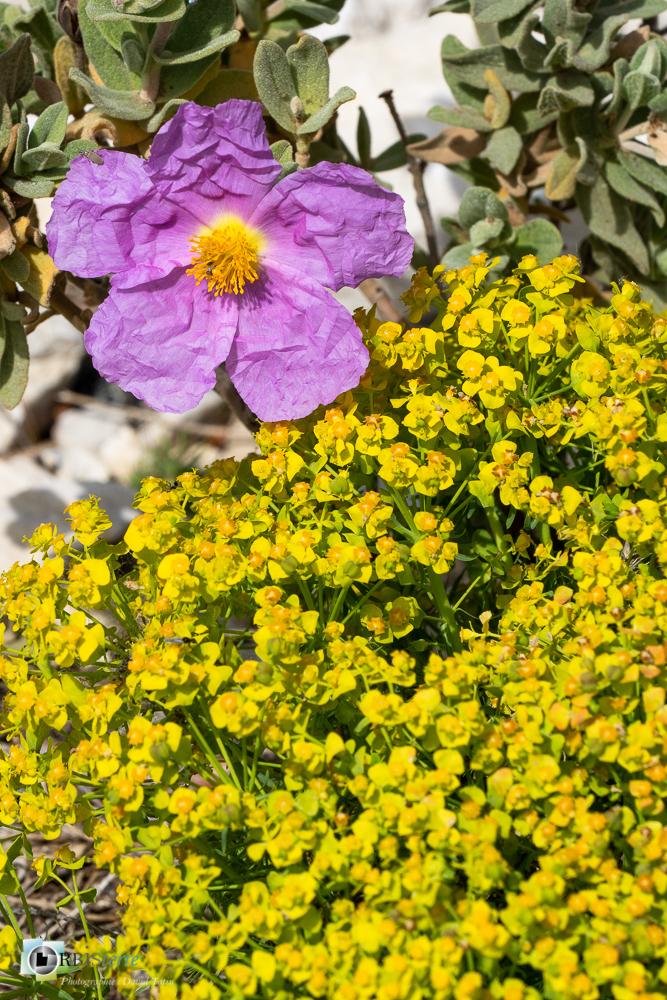 Atelier photo à Aureille